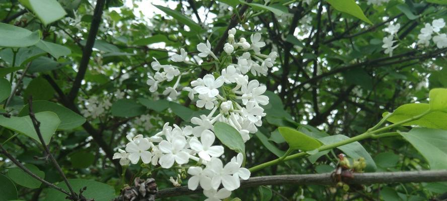 丁香花语（探寻丁香花的神秘世界）