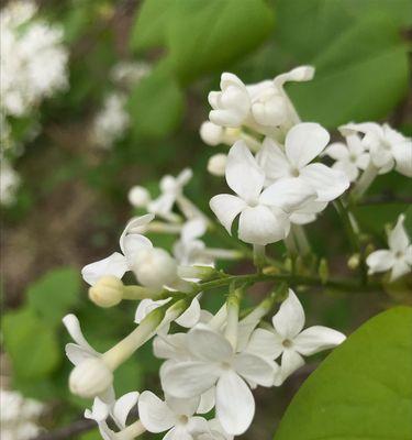 丁香花语（探寻丁香花的神秘世界）