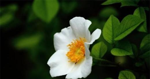 白色蔷薇花的花语（唤起纯洁和温柔的情感）