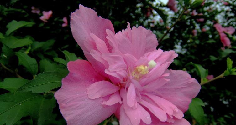 木槿花语——古韵盎然的象征（探寻木槿花的含义和文化背景，感受花朵的柔美和哲理）