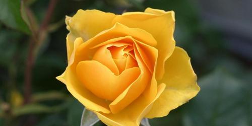 橙色玫瑰花语的美丽含义（探寻橙色玫瑰传递的信息与情感）