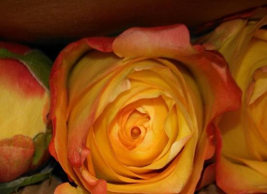 橙色玫瑰花语的美丽含义（探寻橙色玫瑰传递的信息与情感）
