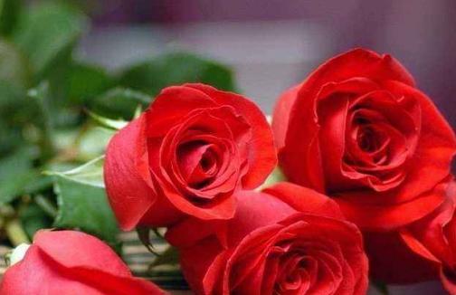 浪漫之美——11朵玫瑰花的寓意（传达爱情和敬意的完美表达，）