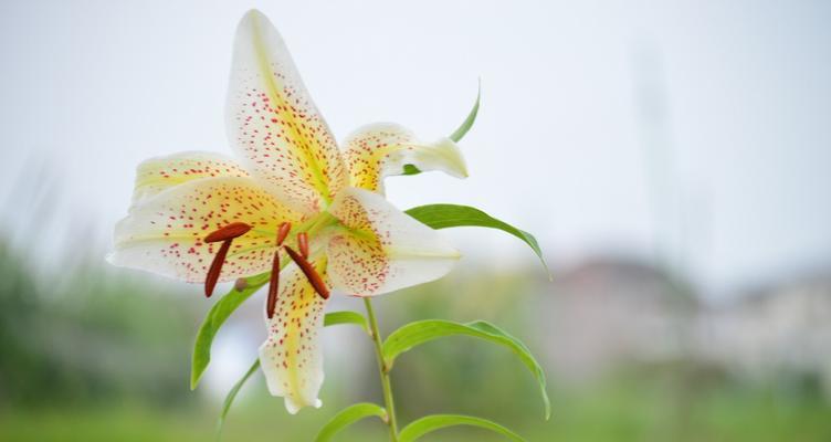 百合花的含义与象征（探寻百合花在文化中的深刻寓意）