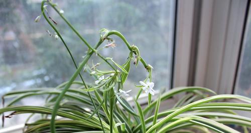 吊兰花的花语与寓意（家庭装饰必备的绿色植物——吊兰花）