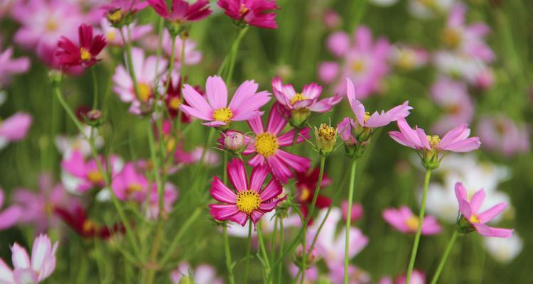 格桑花的花语与寓意（探究藏族文化中的美丽象征）