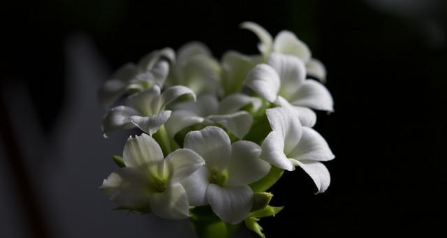 夜来香的花语——爱情的味道（向你靠近，芬芳自然流露）