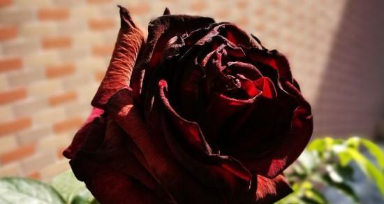 探秘黑玫瑰的神秘花语（解析黑玫瑰的象征意义与文化内涵）