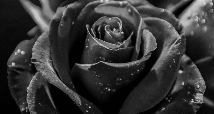 探秘黑玫瑰的神秘花语（解析黑玫瑰的象征意义与文化内涵）