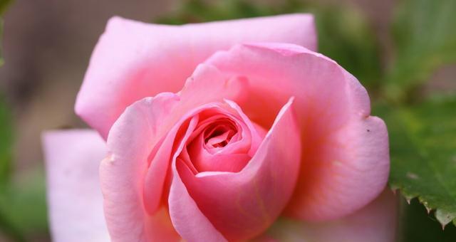 粉色玫瑰花语——爱的温柔表达（传递感情的“粉色情书”）