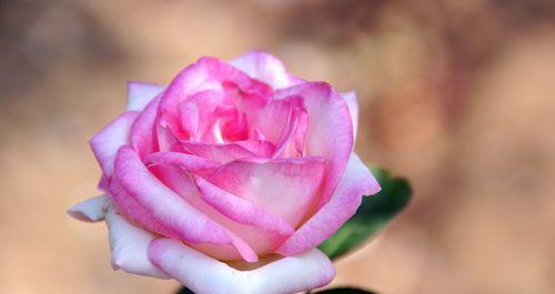 粉色玫瑰花语——爱的温柔表达（传递感情的“粉色情书”）