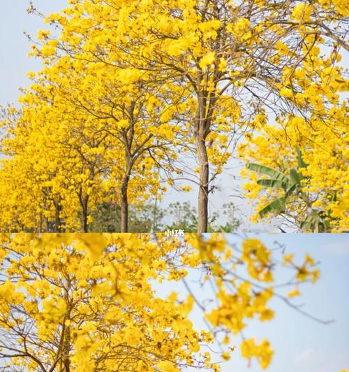 揭秘黄花风铃木的丰富花语（一朵花的多重含义，你了解吗？）