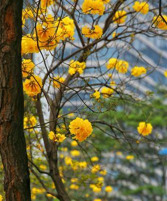 揭秘黄花风铃木的丰富花语（一朵花的多重含义，你了解吗？）