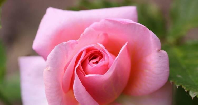13朵粉玫瑰的代表意义（解读13朵粉玫瑰的神秘花语）