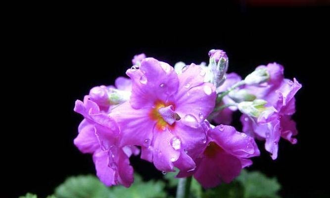 樱花草的花语——寄托着真挚的情感（揭秘樱花草的花语及象征意义，让你更深入理解这朵小小的花）