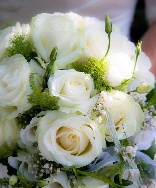 白色玫瑰花的花语（纯洁无瑕的爱情象征）