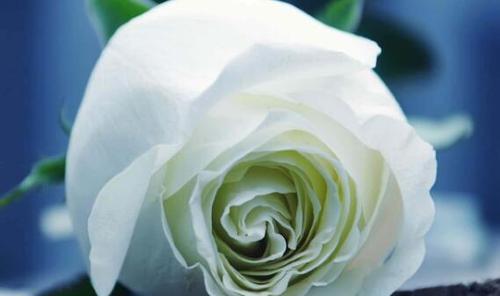 白玫瑰的象征意义（探寻白玫瑰的内涵及文化传承）