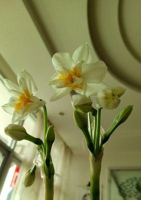 水仙花花语解密（探究水仙花的真实含义，让你更懂得这种美丽的花朵）