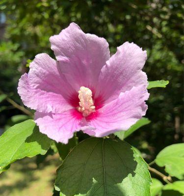 传说中的木槿花语（探寻木槿背后的神话传说）