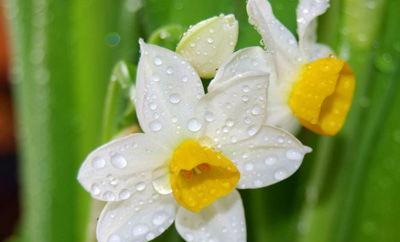 纯白水仙花花语（传递清新、纯洁和高贵）