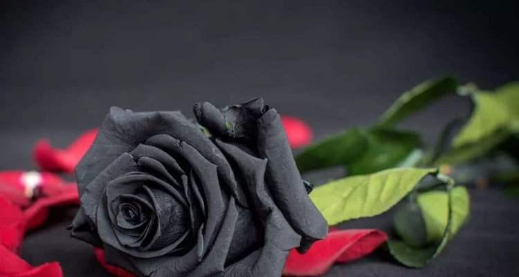 十一朵玫瑰的花语（探索玫瑰花的深层含义）