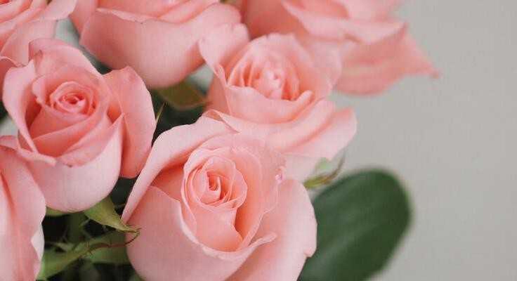 玫瑰花语大揭秘（彰显你的情感！掌握玫瑰花语，传递深刻寓意！）