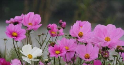 格桑花的花语（品味四季之美，探寻格桑花的花语）