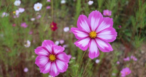 格桑花的花语（品味四季之美，探寻格桑花的花语）