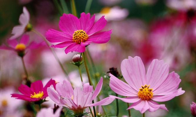 格桑花的花语（品味四季之美，探寻格桑花的花语）