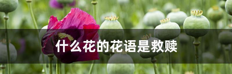 解读各种罂粟花的花语（探寻罂粟花的不同寓意与象征，让你重新认识这朵神秘的花）