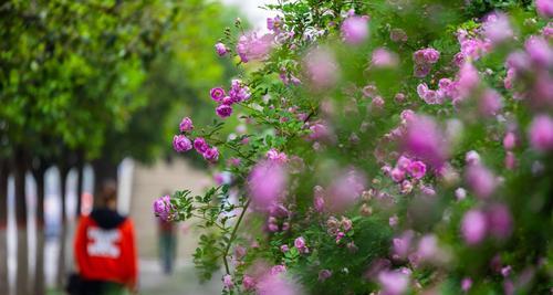 蔷薇花的花语和寓意（探寻蔷薇花的深层含义）