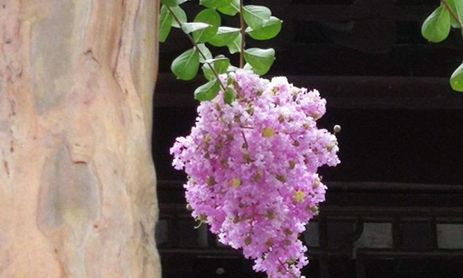 紫薇花语——花开富贵（赏花品格，寓意鲜明）