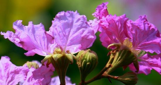 紫薇花语——花开富贵（赏花品格，寓意鲜明）