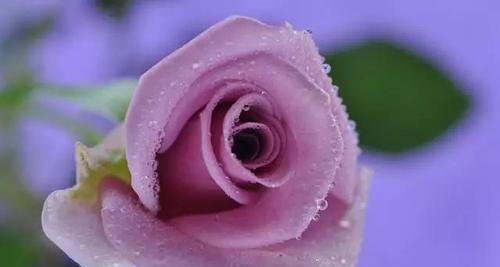 紫玫瑰花语的意义及传承（深度解读紫玫瑰的花语涵义，探究其文化意义）
