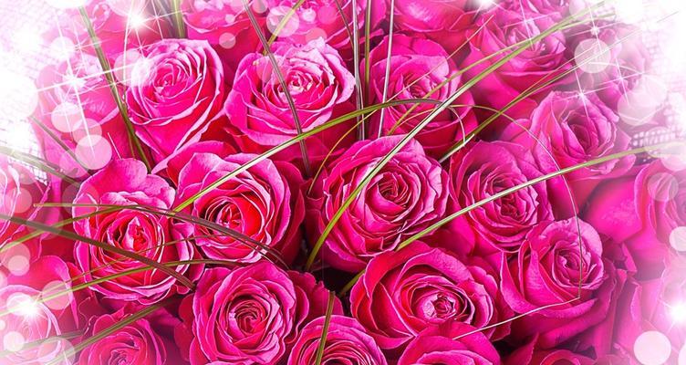 一朵玫瑰花的花语——爱情与感激（探究玫瑰花的花语，品味爱情和感恩之情）