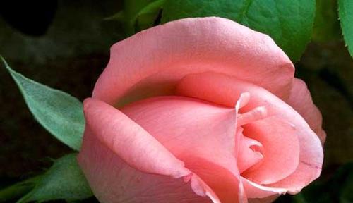 一朵玫瑰花的花语——爱情与感激（探究玫瑰花的花语，品味爱情和感恩之情）