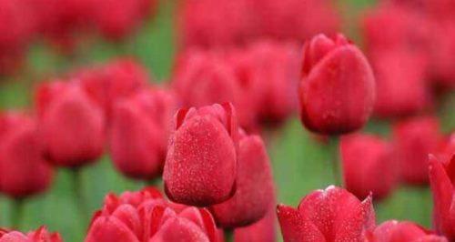 红色郁金香的花语（探秘红色郁金香花语的含义和文化价值）