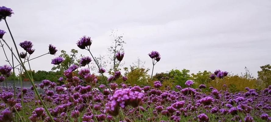 解读马鞭草的花语（探寻马鞭草的美丽寓意）