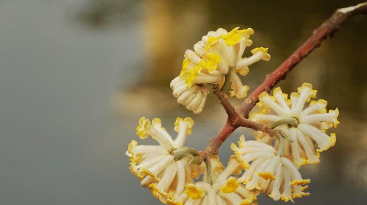 打结花的花语（探寻花朵背后的含义）