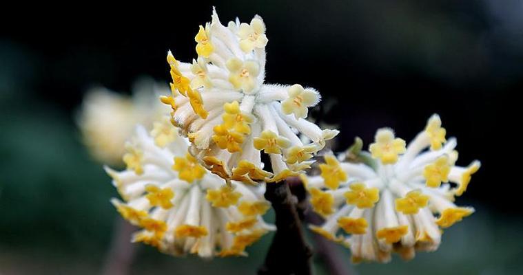 打结花的花语（探寻花朵背后的含义）