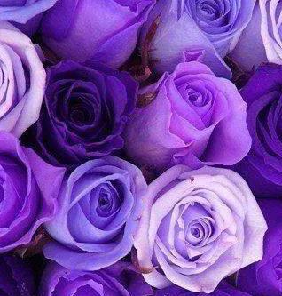 紫玫瑰花语（紫玫瑰寓意与象征，从古至今的文化传承）