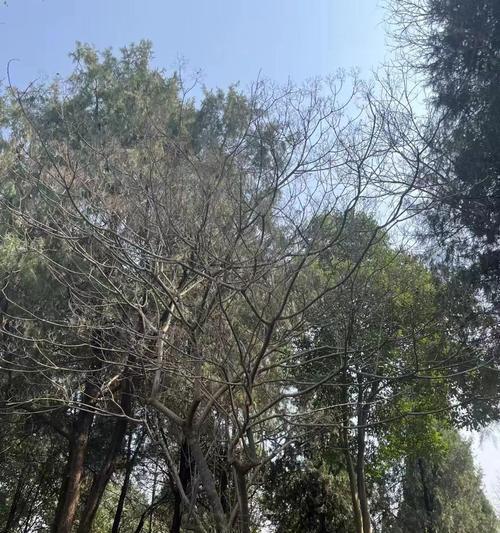花语传说（传承千年的柔情，诉说恋人之间的情愫）
