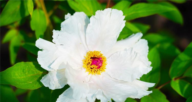 揭秘芍药的花语（花开花落，寄情于芍药——芍药花语探究）