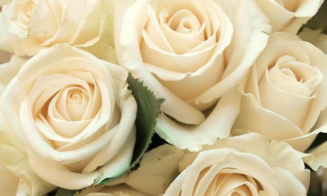 探究白玫瑰在不同文化中的象征含义（探究白玫瑰在不同文化中的象征含义）