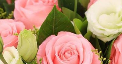 十二朵玫瑰花的花语（解读12朵玫瑰花的特殊含义）