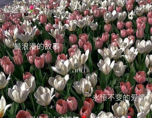 花语传情（用花语传递你的爱意，用芬芳演绎你的情感）