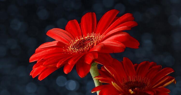 红色太阳花的寓意和花语（探寻红色太阳花的文化内涵）