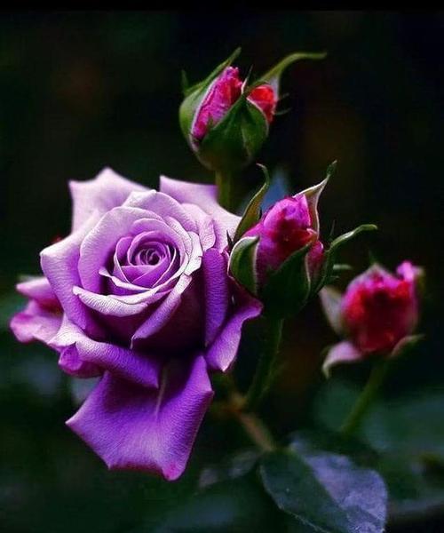 玫瑰传递的神秘信息——探寻紫色玫瑰的花语和象征（探秘紫色玫瑰背后的花语）