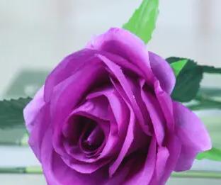 玫瑰传递的神秘信息——探寻紫色玫瑰的花语和象征（探秘紫色玫瑰背后的花语）