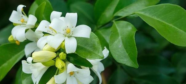 九里香的花语与寓意（探寻花海中九里香的意义，你需要了解这些）